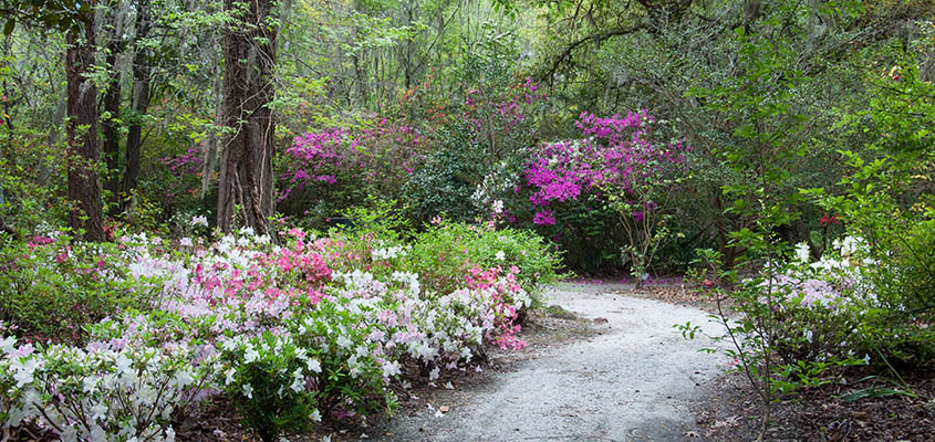 Magnolia Plantation and Gardens Path at Springtime. &copy; Audra L. Gibson. All Rights Reserved.