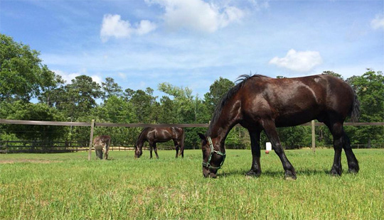 Classic Carriage Farm, Charleston SC