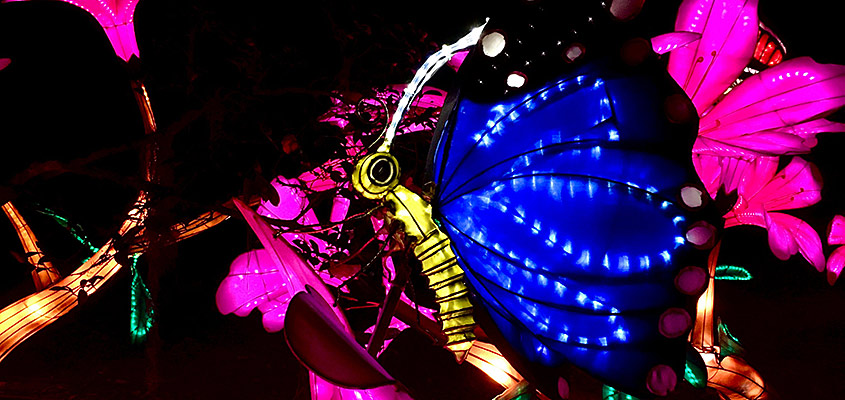 Azalea and butterfly Magnolia Plantation Chinese Lantern Festival