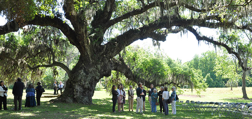 Oak Tree McLeod Plantation &copy; Audra L. Gibson