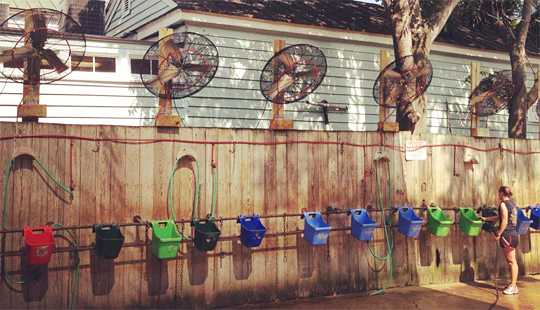 Misting station at Palmetto Carriage Tours keeps horses cool
