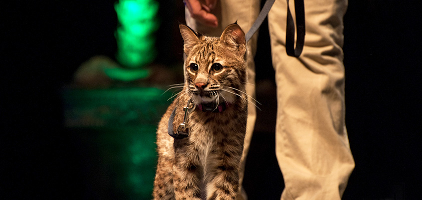 A bobcat joins the Busch Wildlife team on stage at the Charleston Music Hall. &copy; 2015 Audra Gibson