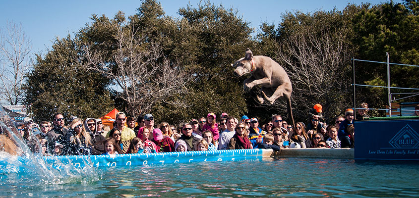 Doggie cannonball! &copy; 2015 Audra Gibson. All Rights Reserved.