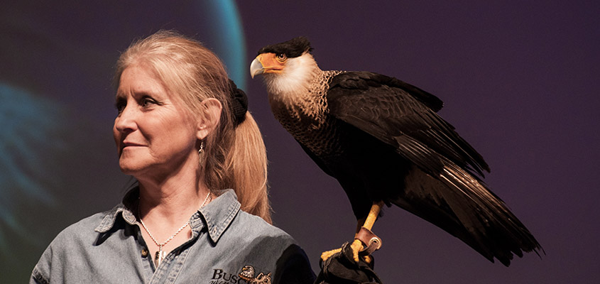 A Crested Caracara hangs out with a member of the Busch Wildlife team. &copy; 2015 Audra Gibson
