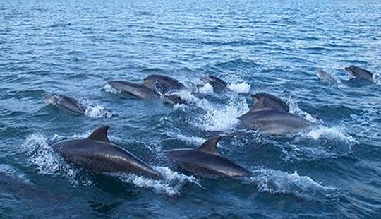 Dolphin Pod &copy; 2008 Bob Taylor