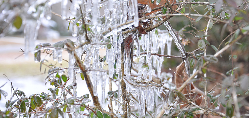 The big chill, live from my front yard. &copy; Audra L. Gibson. All Rights Reserved.