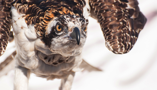This osprey, a talented fisher, was also on display in Marion Square. I wouldn't mess with this guy. &copy; 2015 Audra L. Gibson