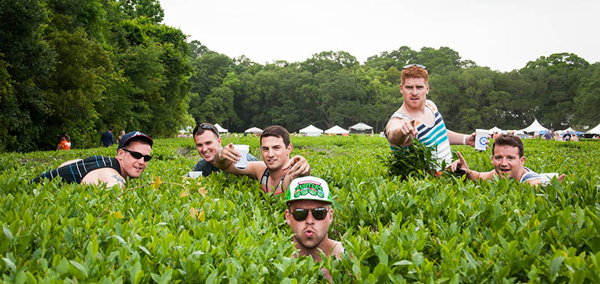 Tea plants and good vibes. Charleston Tea Plantation. &copy; 2014 Audra L. Gibson. All Rights Reserved.   