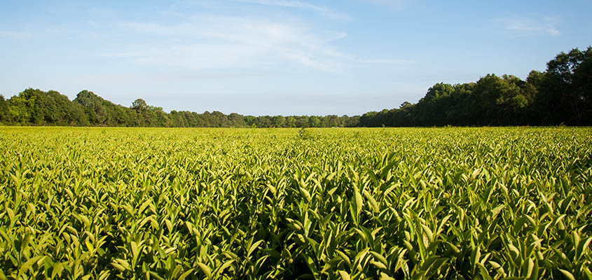 Tea Field Festival Charleston SC &copy; 2015 Audra L. Gibson. All Rights Reserved.