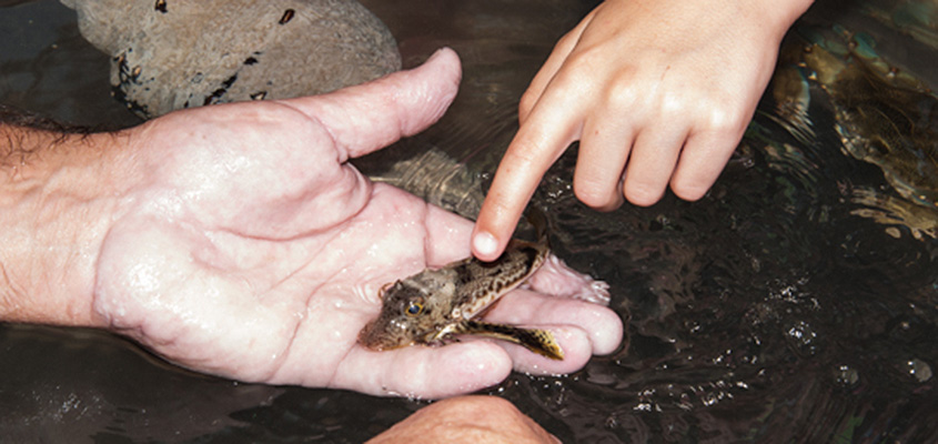 Kids enjoy a touch tank exhibit at Magnolia the day of the release. &copy; 2016 Audra L. Gibson.