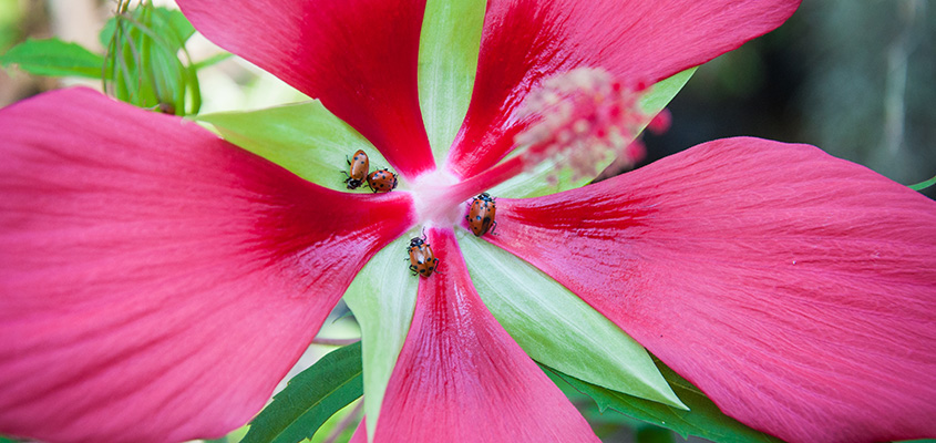 Ladybugs fly free at Magnolia Gardens.  &copy; 2016 Audra L. Gibson