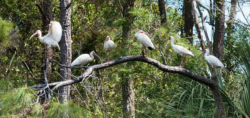 Group of Ibis Bald Head Island &copy; Audra Gibson