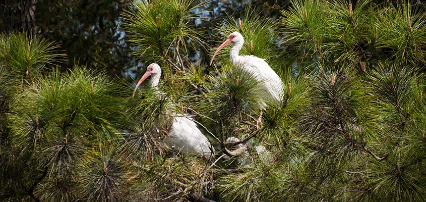 Ibis sighting Bald Head Island. &copy; 2014 Audra Gibson. All rights reserved.