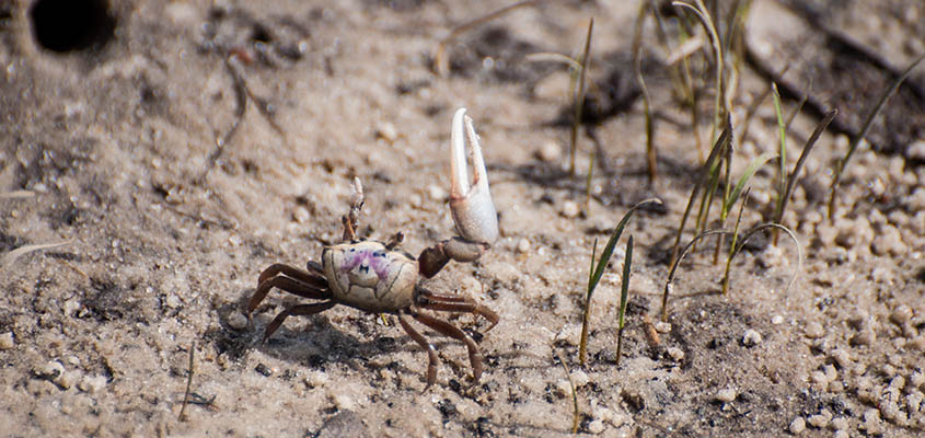 Fiddler Crab Bald Head Island &copy; Audra Gibson