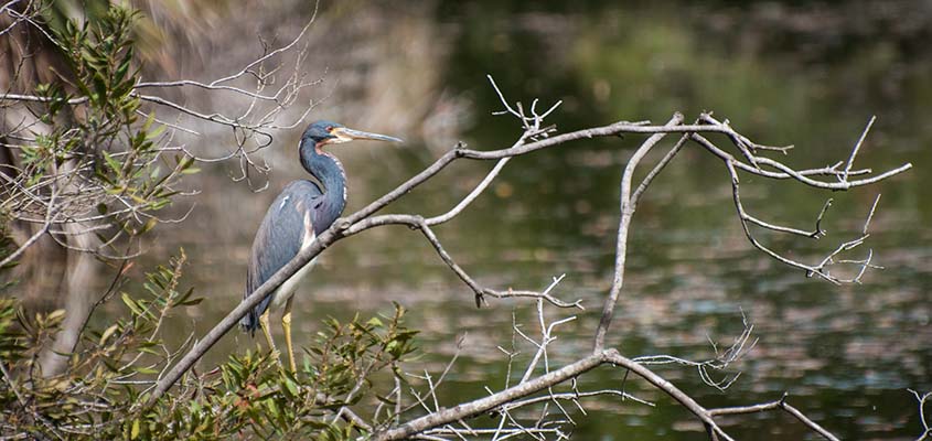 Tri Colored Heron Bald Head Island &copy; Audra Gibson