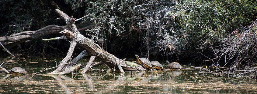 Yellow Bellied Slider Turtles Bald Head Island &copy; 2014 Audra L. Gibson. All Rights reserved.