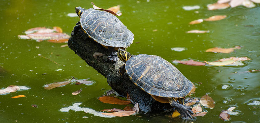 Yellow Bellied Slider Turtles Bald Head Island &copy; Audra Gibson