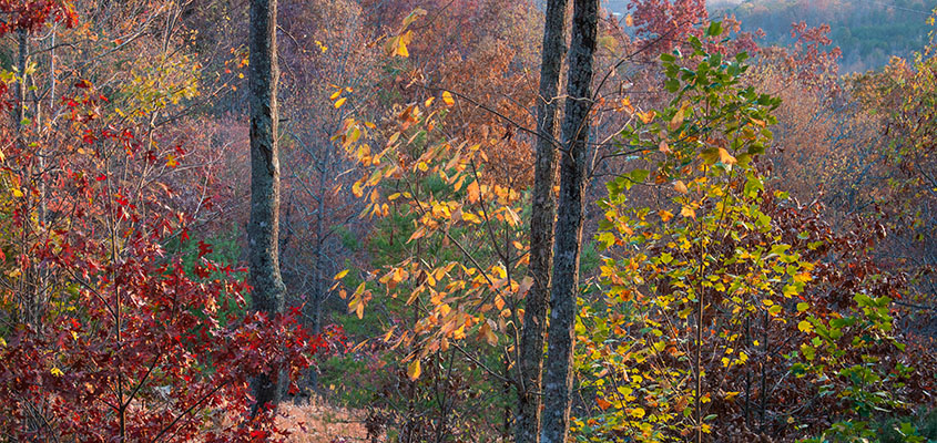 Sunlight hitting a beautiful array of color in Blairsville, GA. &copy; 2016 Audra Gibson. All rights reserved.