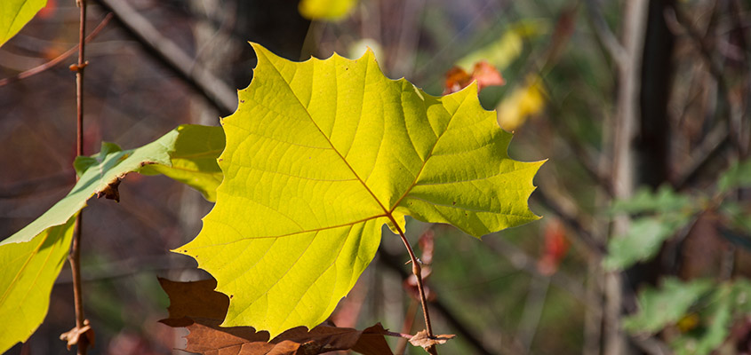 Fall leaf Blairsville mountains. &copy; 2016 Audra Gibson. All Rights reserved.