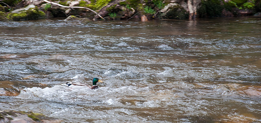 Duck in the water Virginia Creeper Trail. &copy; 2016 Audra L. Gibson