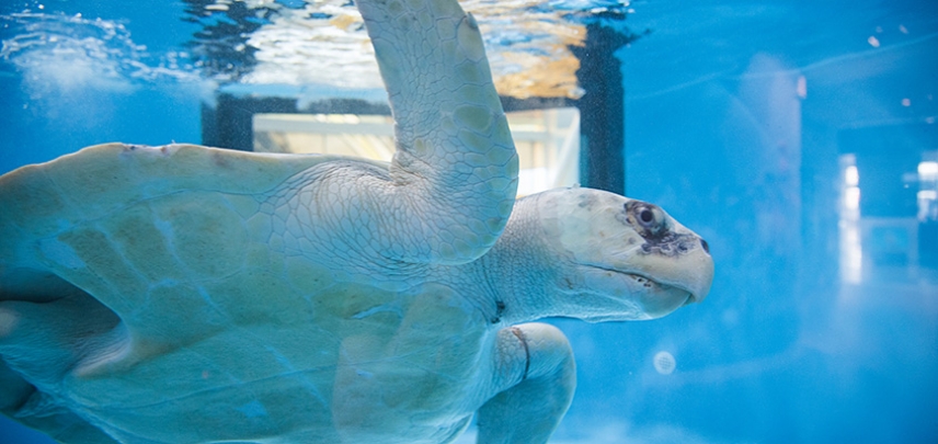 A Kemp's Ridley named Peach is a patient recovering from a monofilament entanglement at the Sea Turtle Recovery.