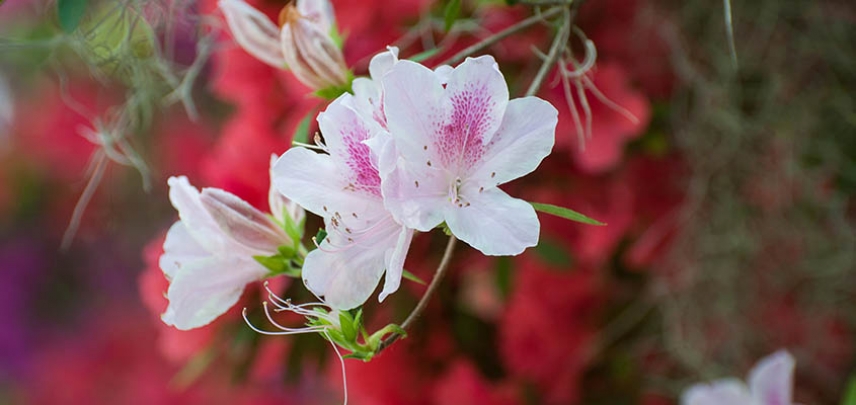 Azaleas in bloom at Magnolia Plantation